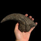Allosaurus Claw