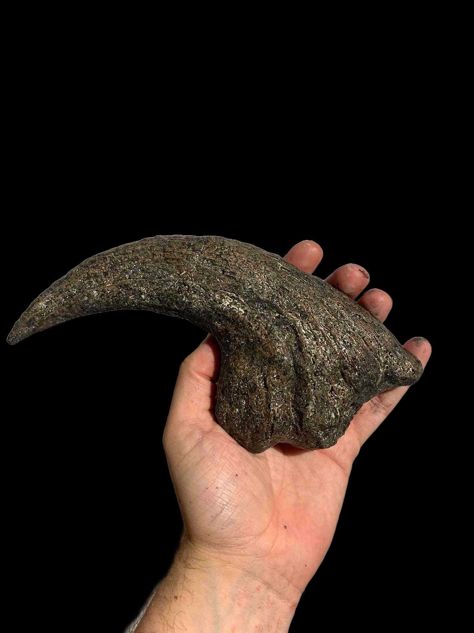 Allosaurus Claw