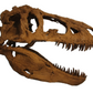 Daspletosaurus-Schädel