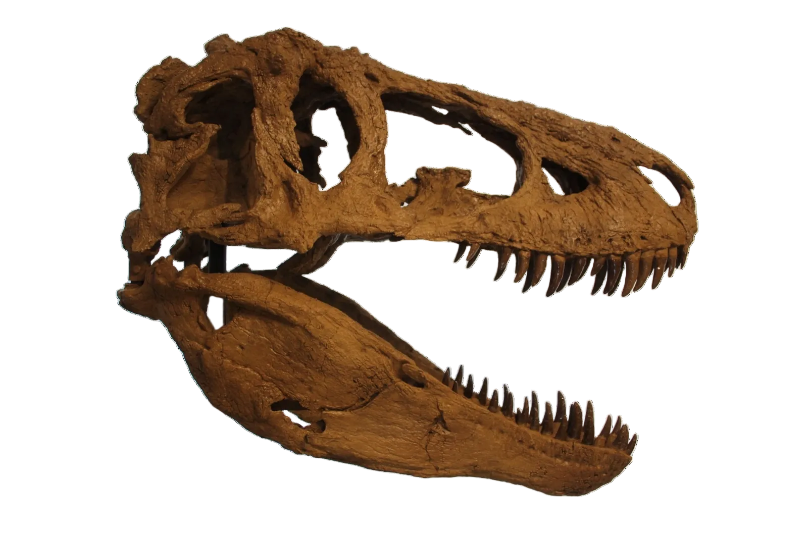 Daspletosaurus Skull