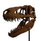 Daspletosaurus-Schädel