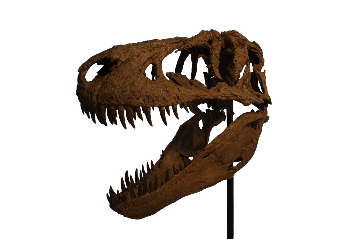 Daspletosaurus-Schädel