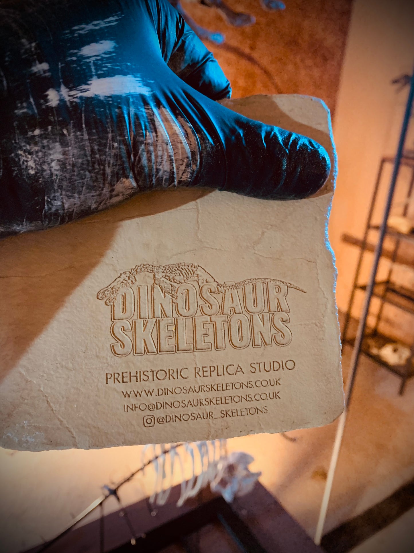 Ctenochasma elegans Skeleton in Matrix Replica