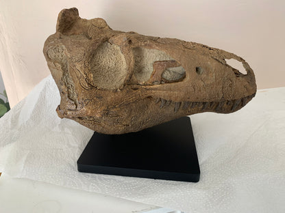 Nanotyrannus Skull -Desktop collectible  (22cm length)