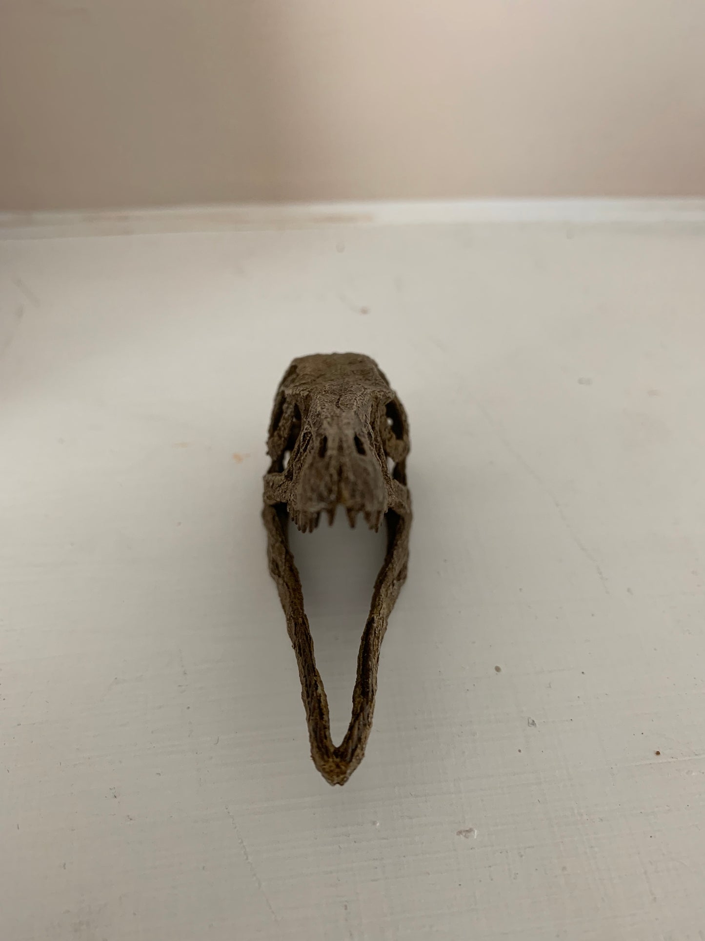 Microraptor Skull