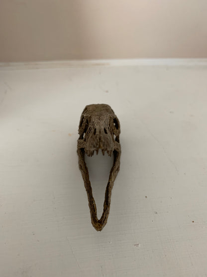 Microraptor Skull