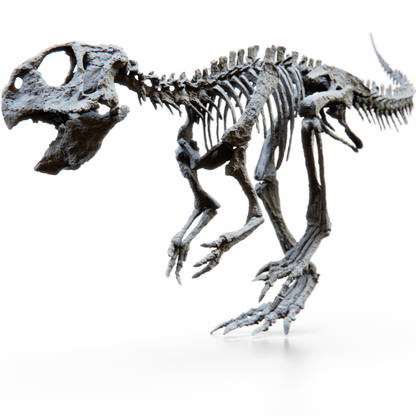 Juvenile Psittacosaurus Skull