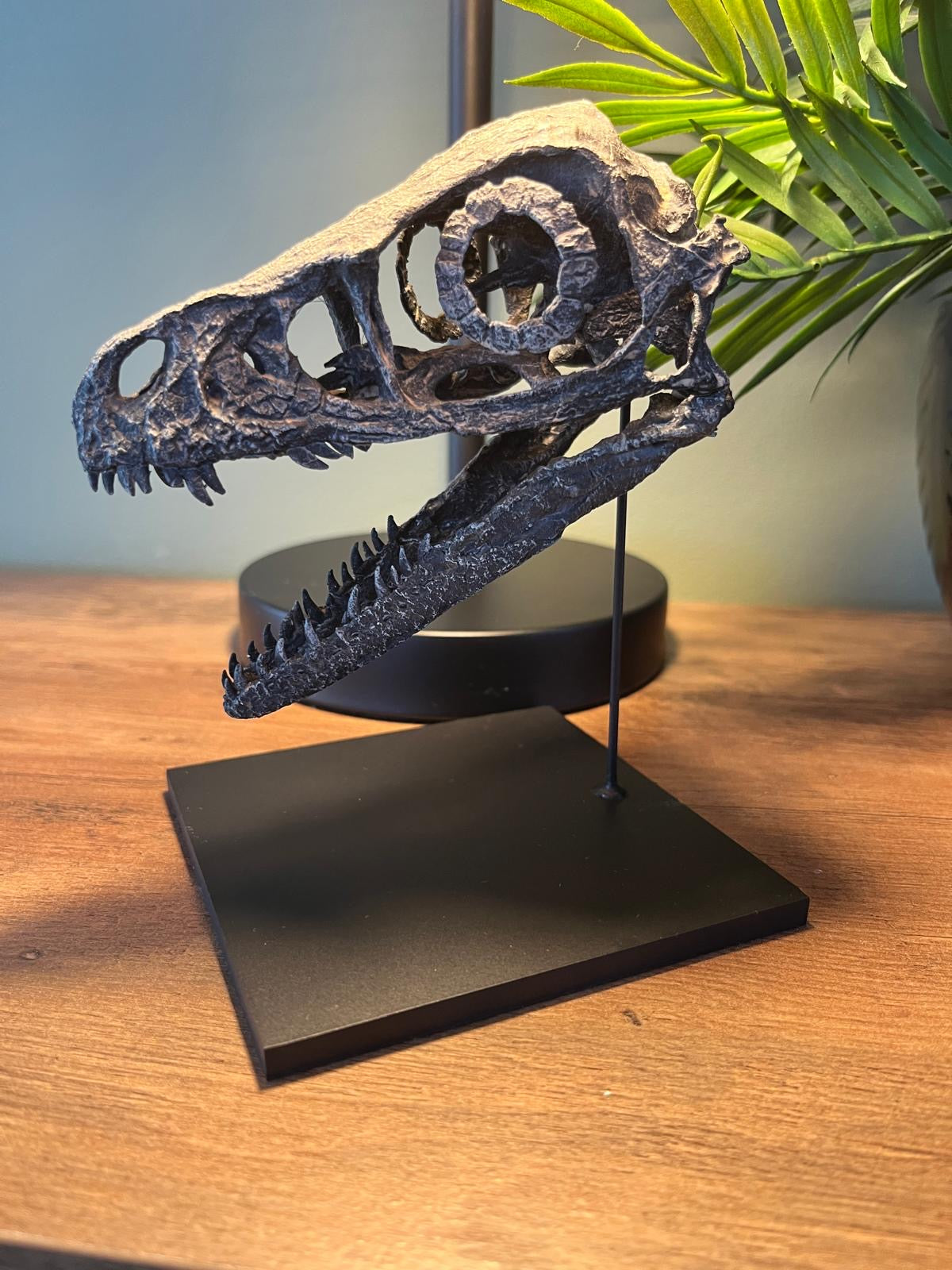 Bambiraptor Skull