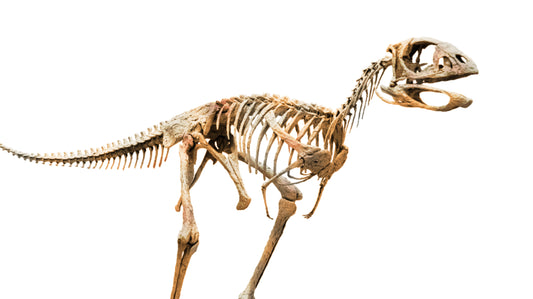 Berthasaura