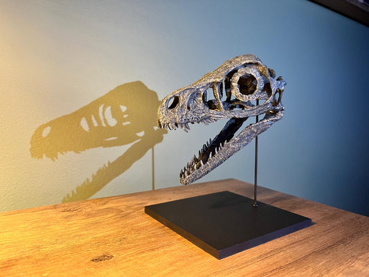 Bambiraptor Skull