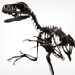 Bambiraptor feinbergi - Dromaeosaurid