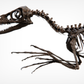 Bambiraptor feinbergi - Dromaeosaurid