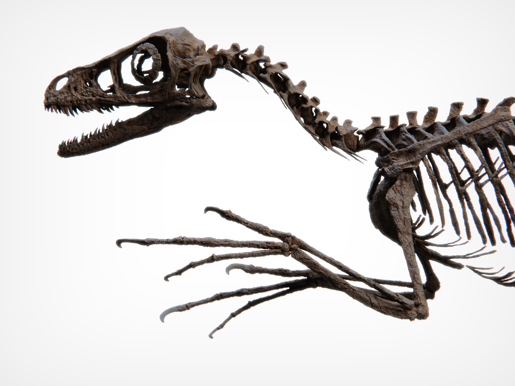 Bambiraptor Killing Claw Foot - Mounted on bespoke steel stand.