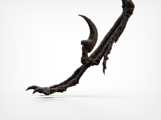 Bambiraptor Killing Claw Foot