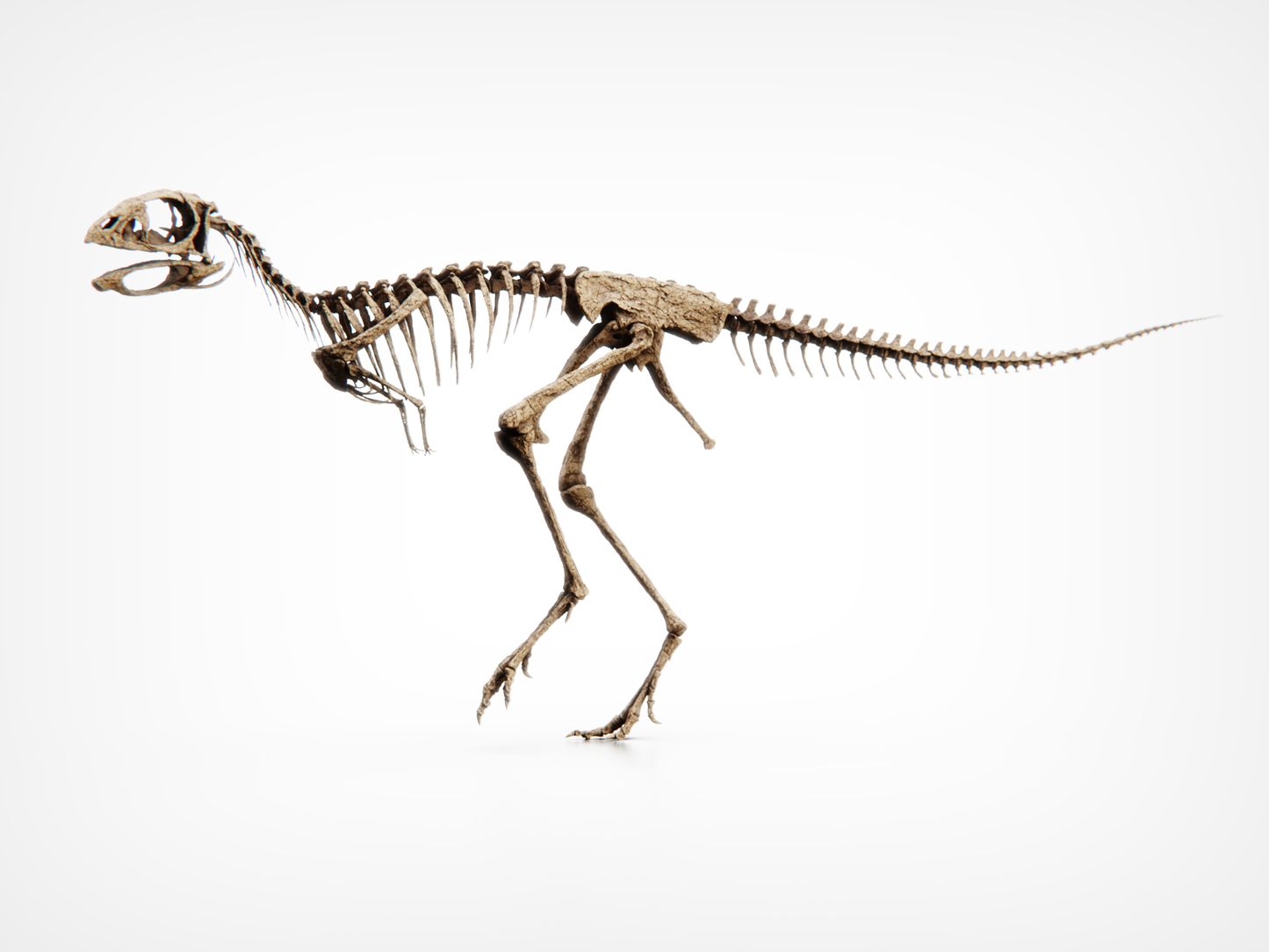Berthasaura