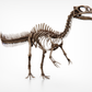 Juvenile Spinosaurus Skull