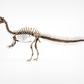 Juvenile Spinosaurus Skull