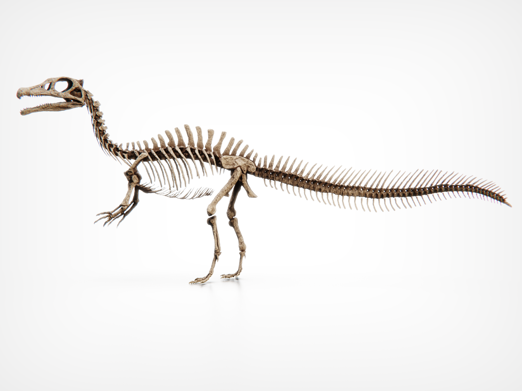 Juvenile Spinosaurus Skull