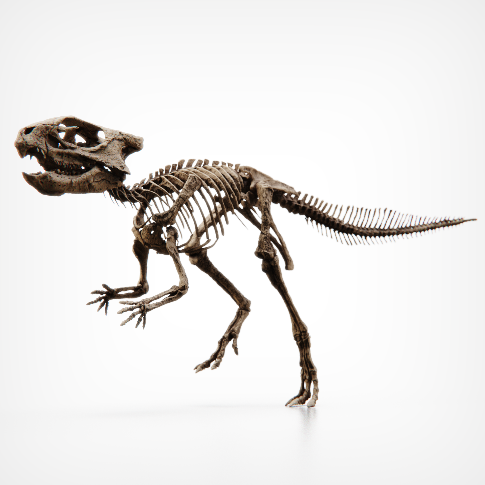 Aquilops Americanus Skull