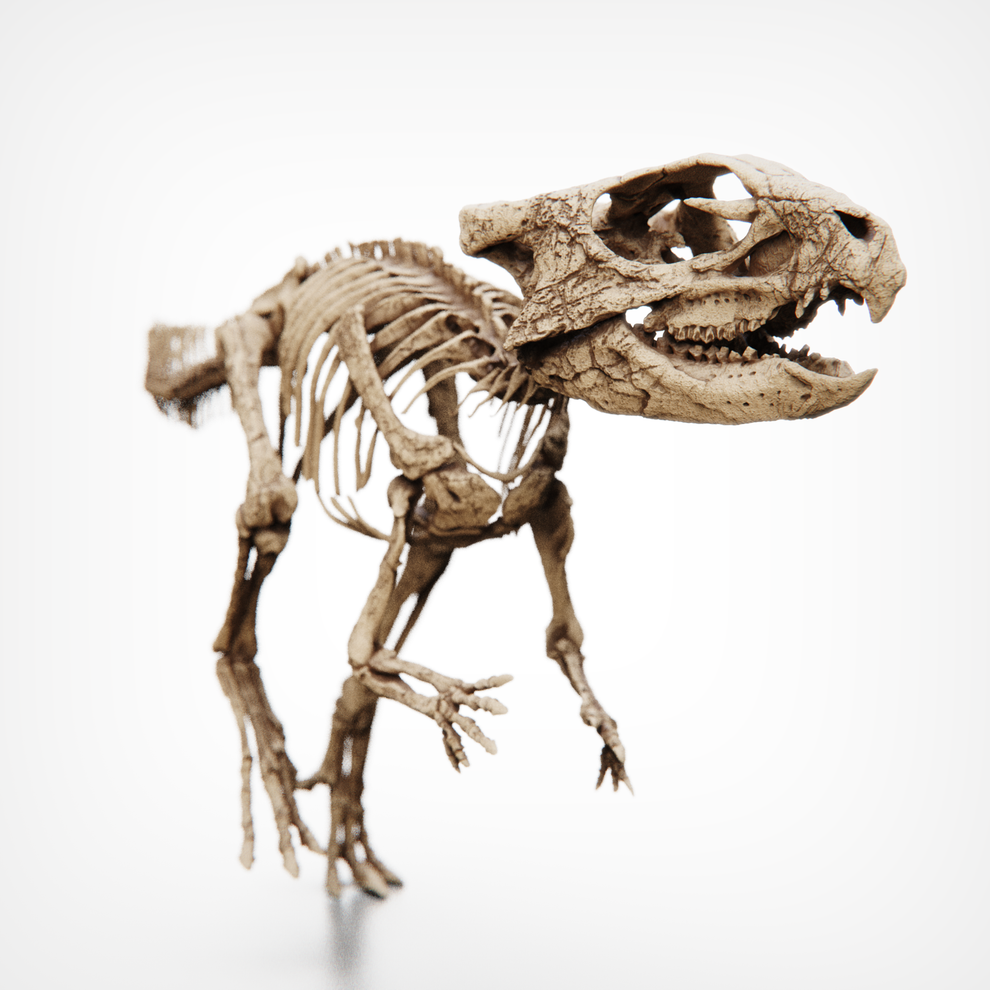 Aquilops Americanus Skull Fossil Replica - Dinosaur Skeletons