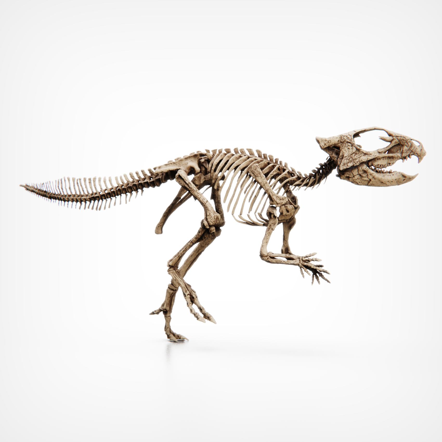 Aquilops Americanus Skull