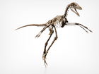 Microraptor