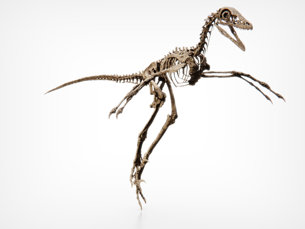 Microraptor Skull Fossil Replica - Dinosaur Skeletons – DINOSAUR SKELETONS