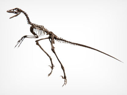 Microraptor Skull