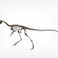 Compsognathus Skull