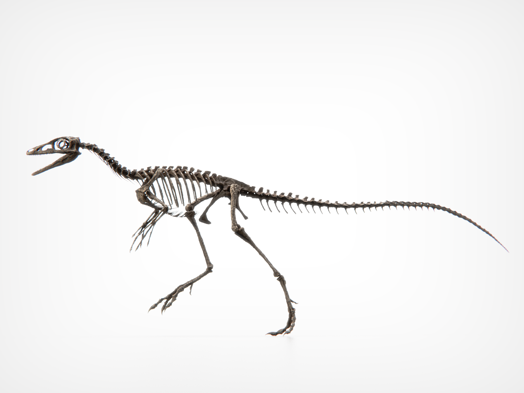 Compsognathus Skull
