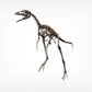 Compsognathus Skull