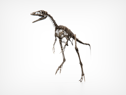 Compsognathus Skull
