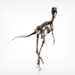 Compsognathus Skull