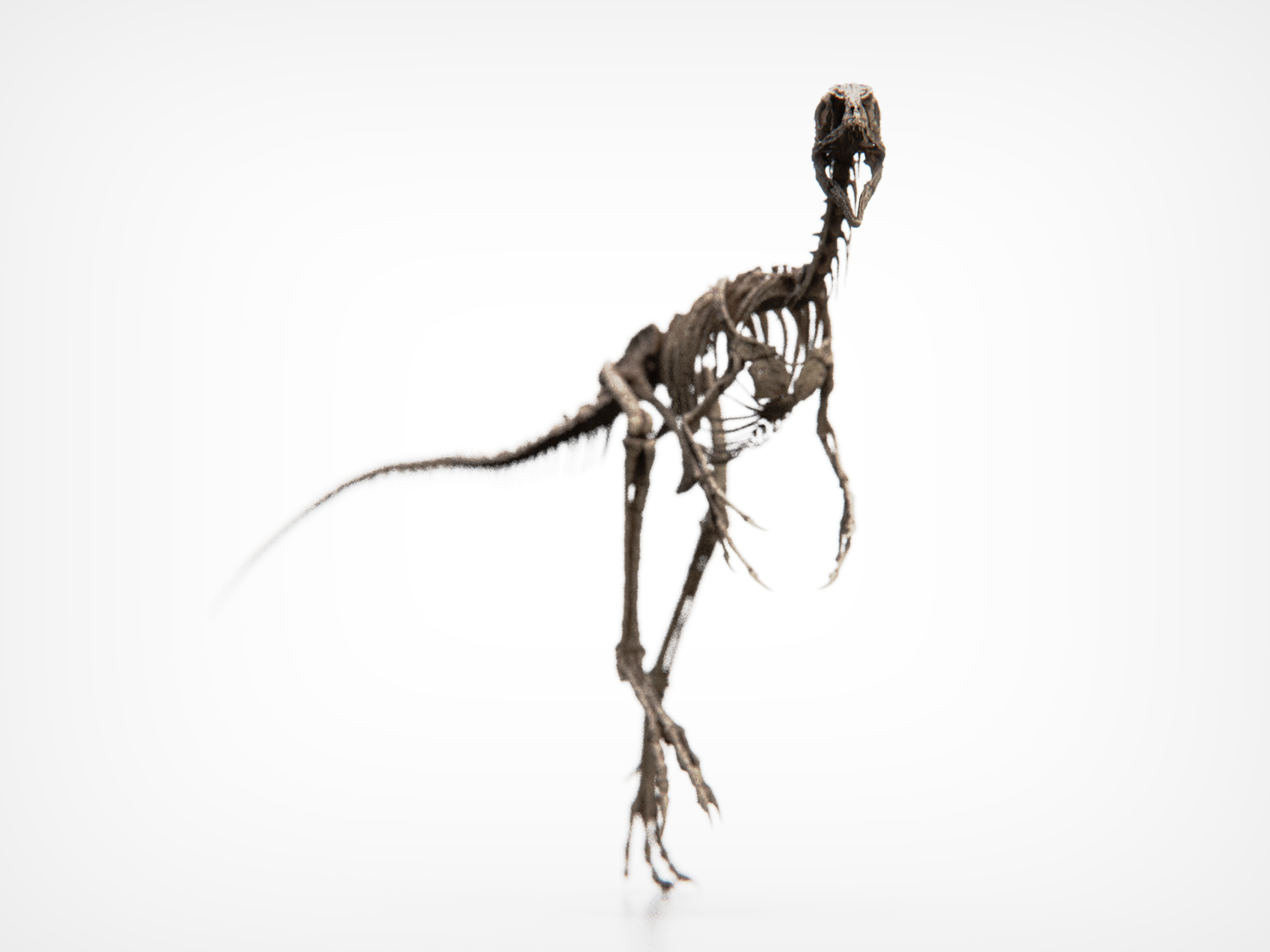 Compsognathus Skull