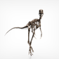 Compsognathus Skull