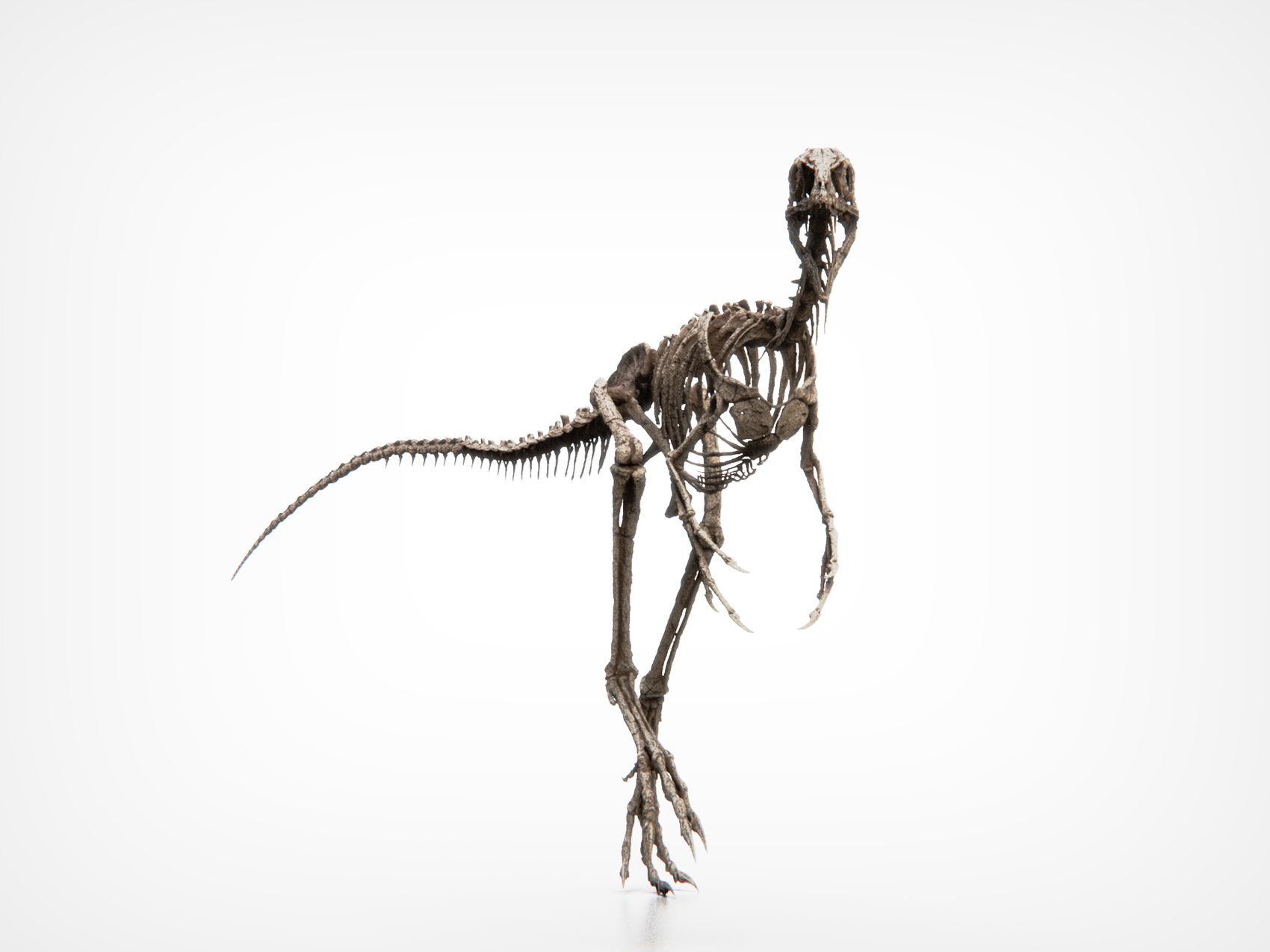 Compsognathus Skull