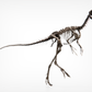 Compsognathus Skull