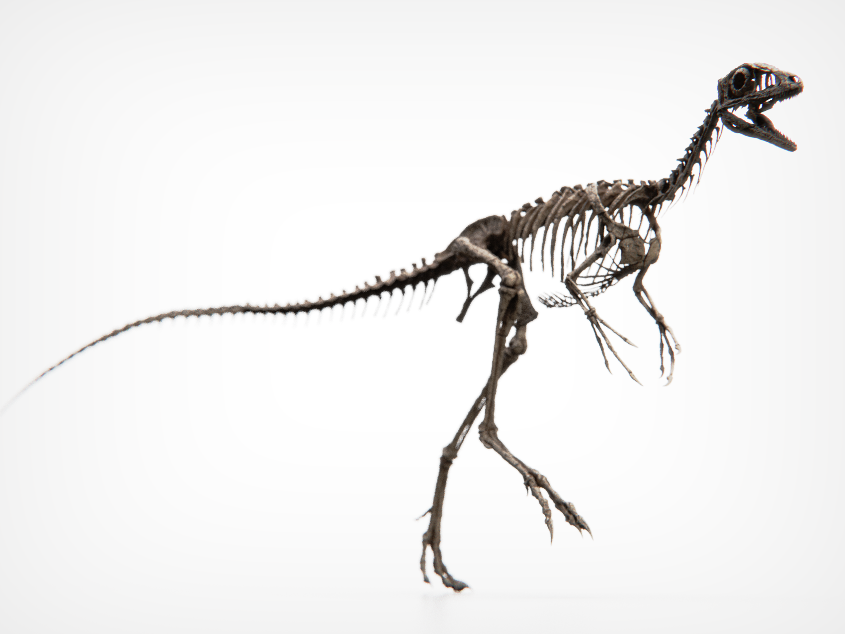 Compsognathus Skull