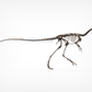 Compsognathus Skull