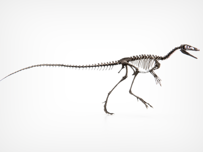 Compsognathus Skull