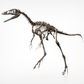 Compsognathus Skull