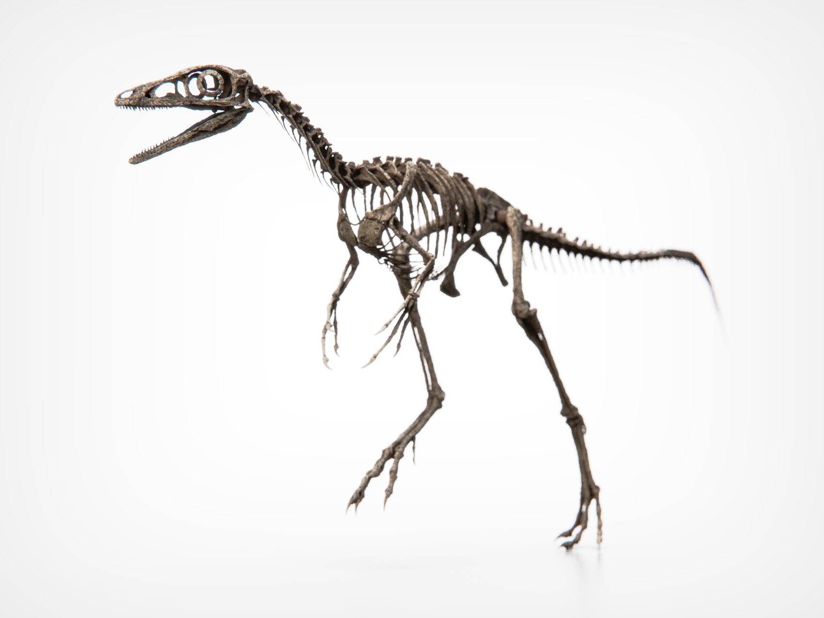 Compsognathus Skull