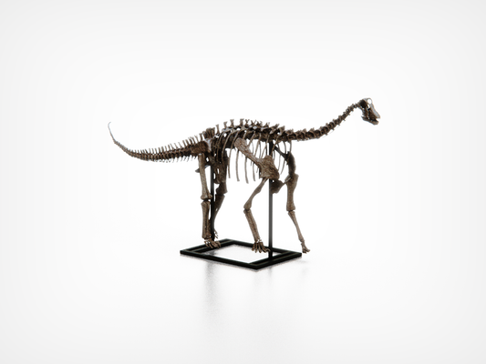 Baby Diplodocid