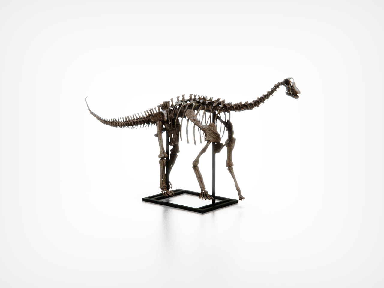 Baby Diplodocid Skull