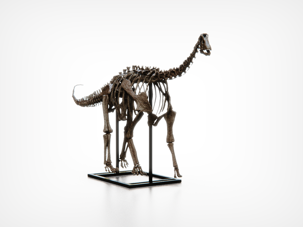 Baby Diplodocid Skull