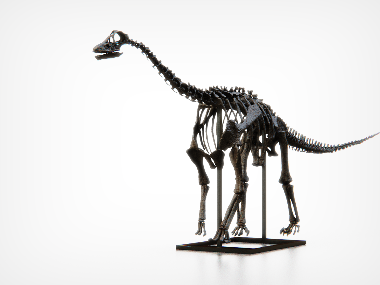 Baby Diplodocid Skull