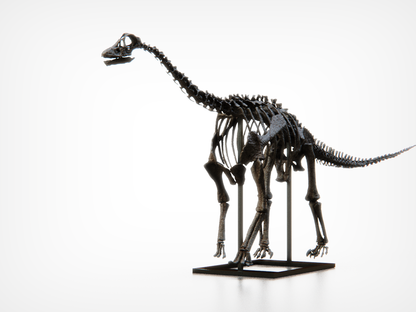 Baby Diplodocid Skull