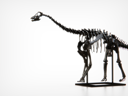 Baby Diplodocid Skull