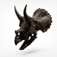 1:10 Scale Juvenile Triceratops Skull