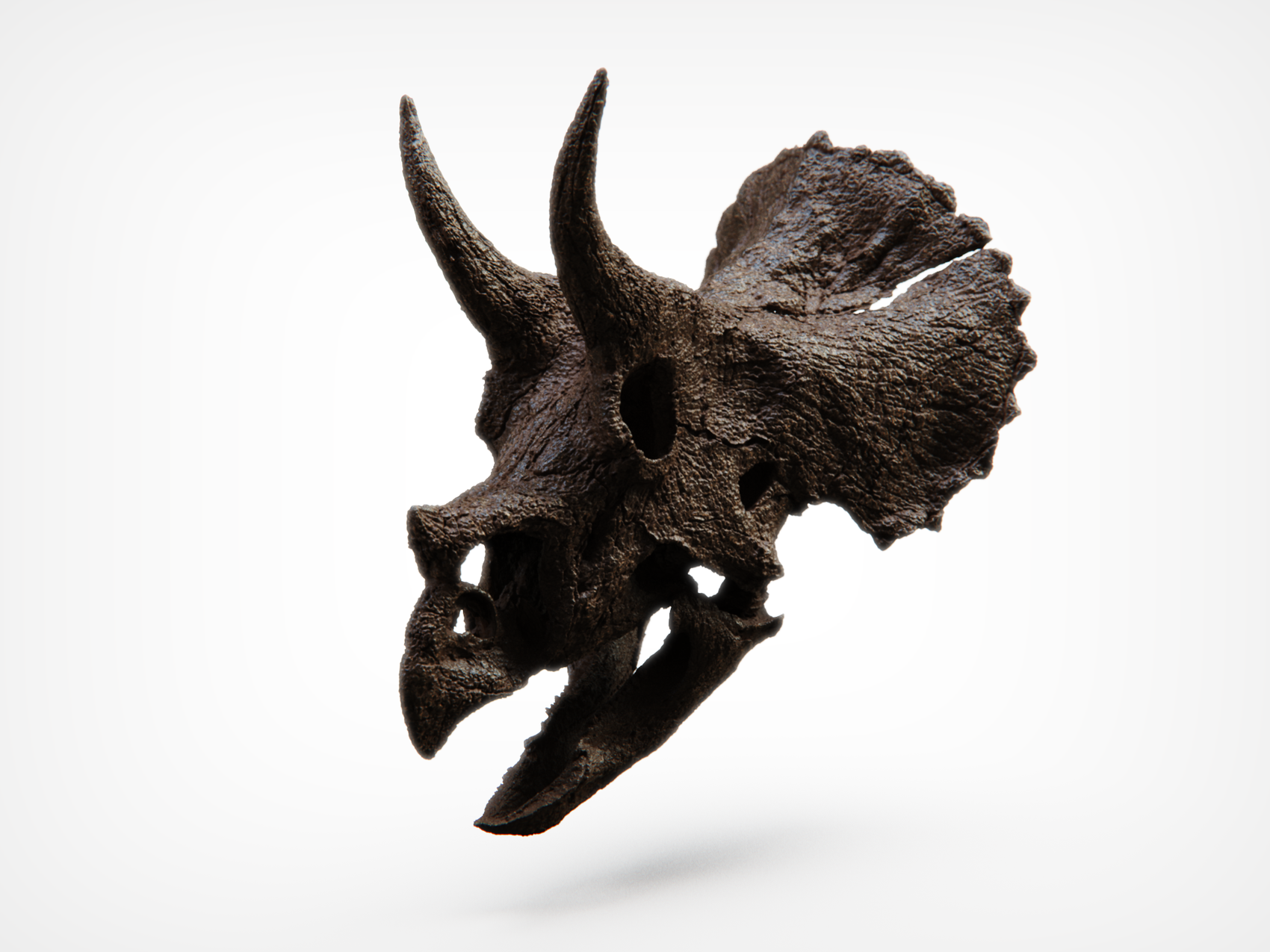 1:10 Scale Juvenile Triceratops Skull